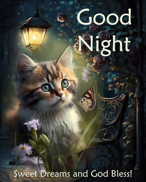 Good Night God Bless, Unwind Before Bed, Good Night Lover, Good Morning Animals, Good Night Qoutes, Good Night Cat, Good Morning Hug, Beautiful Good Night Quotes, Good Night Funny