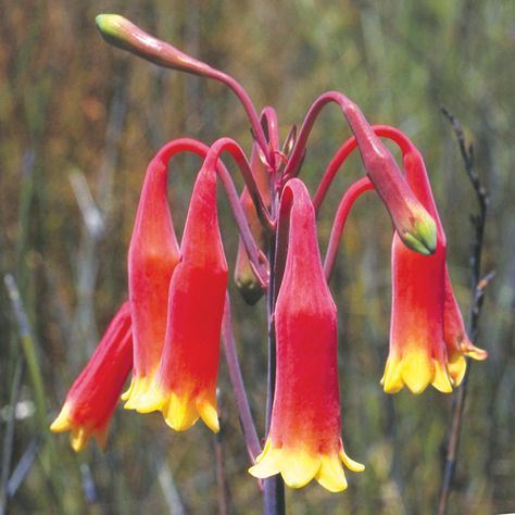 End Of December, Nature Journaling, Christmas Colours, Flannel Flower, Australian Flowers, Australian Bush, Flower Essences, Celebrate Christmas, Nature Journal