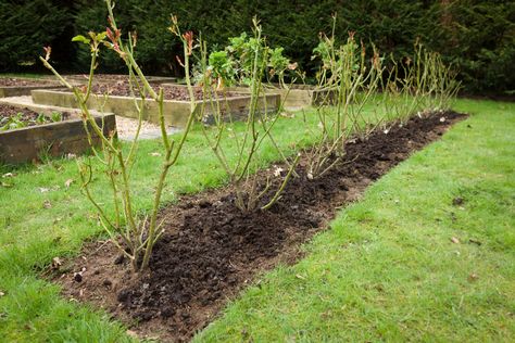 14 Reasons To Plant A Rose Hedge (& How To Do It) Rose Hedge Fence, Shrub Roses Landscape, Rose Hedge Front Yards, Rose Beds Garden Ideas, Roses Hedge, Rose Propagation, Rose Hedge, Flower Hedge, English Rose Garden