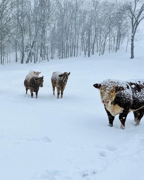 #cows #snowy #farmlife #landscape Cows In Snow, Fluffy Cows, Dream Property, Photo Reference, Farm Life, Cow, Textiles, Disney, Photography