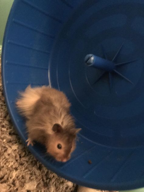 Meet Cheerio my long haired Syrian Long Hair Hamster, Long Haired Syrian Hamster, Long Haired Hamster, Hamster Species, Hamster Pics, Hamster Life, Baby Hamster, Hamster Care, Hamster Cages