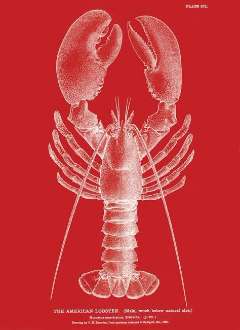 Lobster Pictures, Lobster Illustration, Vintage Lobster, Lobster Art, Central Logo, Lobster Design, Crab Print, Bio Art, Classy Tattoos