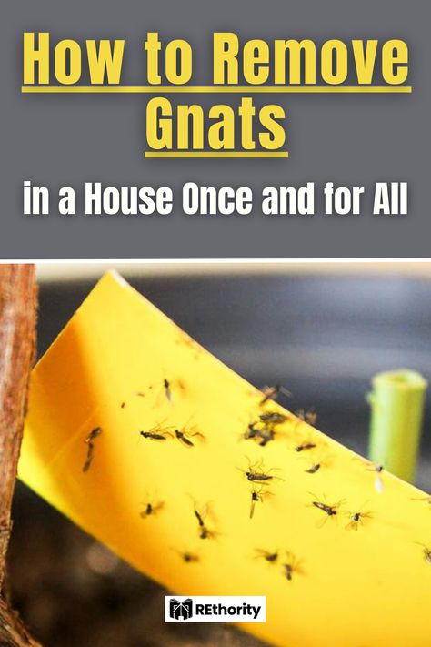 Are you tired of waging war against those pesky gnats invading your home? Fear not! We have the ultimate guide to help you remove gnats in your house once and for all. Get ready to live in a gnat-free home with our proven, easy-to-follow techniques. No more swatting, no more buzzing – just a clean, peaceful home. Let's get started! How To Get Rid Of Nats In The Drain, How To Kill Gnats In The House, How To Get Rid Of Nats, Get Rid Of Gnats In The House, Diy Gnat Spray, How To Get Rid Of Gnats In The House, Gnats Get Rid Of In Kitchen, Gnats In House, Getting Rid Of Nats