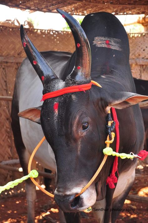 Jallikattu Photos Hd, Jallikattu Photos, Jallikattu Bull Images, Jallikattu Images Background, Kangayam Bull Images, Jallikattu Kaalai Hd Images, Indian Bull Images, Belarus Flag, Equine Veterinarian