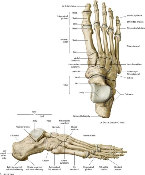 Limb Anatomy, Human Anatomy Picture, Skeleton Muscles, Human Skeleton Anatomy, Anatomy Bones, Foot Anatomy, Gross Anatomy, Skeleton Anatomy, Medicine Notes