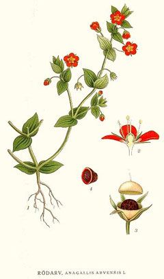 Scarlet pimpernel   - Anagallis arvensis Scarlet Pimpernel Flower, Pimpernel Flower, Scarlet Pimpernel, The Scarlet Pimpernel, Plant Sketches, Plant Study, Vintage Illustrations, Botanical Drawings, Old Book