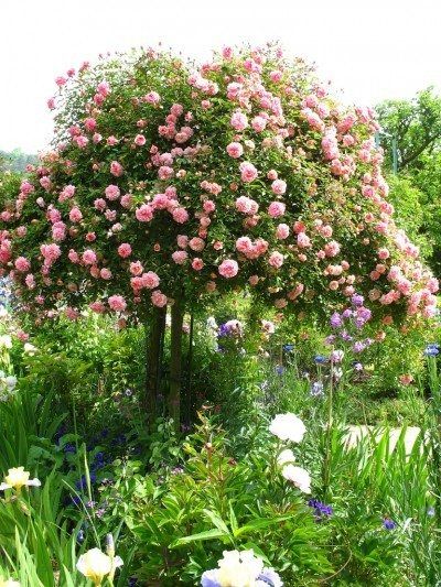 What Is A Tree Rose (Rose Standards) Rose Garden Landscape, Tree Rose, Trees Top View, Enchanted Gardens, Rose Tree, Luxembourg Gardens, Breaking In, Rose Trees, Garden Pictures