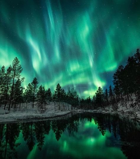 Aurora Borealis Observatory on Instagram: “Magical Northern lights 😍 Follow @Norge for more!🙏🏻 Who would you watch this with?  Photo by @frdalheim” Moose Tattoo, Northern Lights Painting, Aurora Australis, Dark Materials, Northern Lights (aurora Borealis), Aurora Borealis Northern Lights, 3 Tattoo, Outdoor Pictures, Scenic Photography