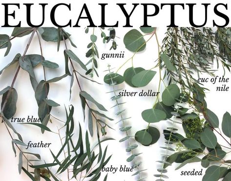 Eucalyptus Varieties, Succulent Wedding Table, Types Of Leaves, Types Of Eucalyptus, Toad Hall, Laura Ann, Leave Art, Greenery Wedding Decor, Woman Suit