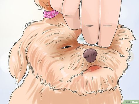 Male Shih Tzu Grooming Styles, Shih Tzu Care, Grooming A Shih Tzu At Home, Male Shih Tzu Hair Styles, Matted Dog Hair, How To Groom A Shih Tzu At Home, Shih Tzu Hair Styles, Shih Tzu Information, Face Trimmer