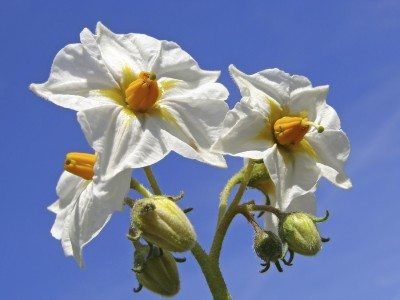 Potato Flowers, Potato Flower, Planting Seed Potatoes, Seed Growing, Potato Gardening, Bird Barn, Flora Flowers, Growing Potatoes, School Garden