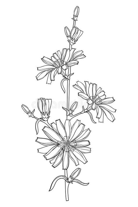 Vector stem of outline Chicory or Cichorium flower, bud and ornate leaves in black isolated on white background. Contour Chicory flower bunch for summer design royalty free illustration Chicory Flower Illustration, Chicory Embroidery, Chicory Flower Drawing, Chicory Drawing, Chicory Illustration, Chicory Flower Tattoo, Chicory Tattoo, Chicory Flower, Witch Tattoos