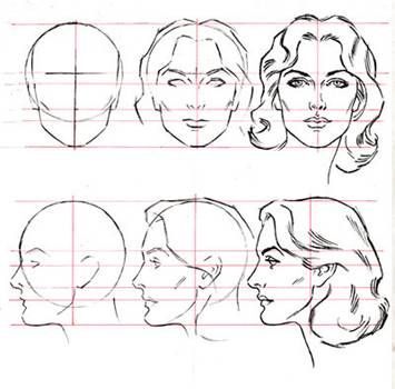 Head Structure, Head Proportions, Drawing The Human Head, Drawing Proportions, Body Male, Andrew Loomis, Head Anatomy, Face Proportions, Art Du Croquis