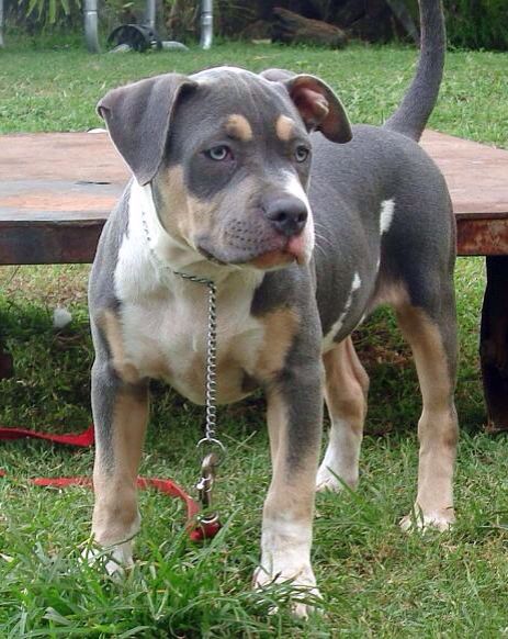 the exact one I want. white, tan, & gray. Tri Color Pitbull, American Pitbull Terrier Puppy, Pitbull Terrier Puppies, German Shepherd Golden Retriever, Dogs German Shepherd, Nanny Dog, Rottweiler Mix, American Pitbull, Puppies And Kitties