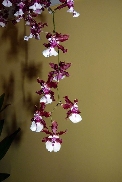 Oncidium Orchids | the chocolate orchid"--Oncidium Sharry Baby hybrid orchid | Flickr ... Orchid Meaning, Baby Orchid, Oncidium Orchids, Orchid Photography, Orchid Greenhouse, Rare Orchids, Growing Orchids, Orchids Garden, Orchid Flowers