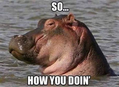 15 Hilarious Hippo Memes - I Can Has Cheezburger? Animal Captions, Cute Hippo, Hippopotamus, Funny Love, Funny Animal Pictures, The Animals, Super Funny, Animal Memes, Cute Funny Animals