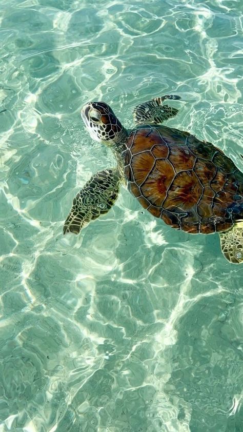 Sea Turtle Wallpaper, Sea Turtle Pictures, Turtle Wallpaper, Turtle Sea, Cute Summer Wallpapers, Beautiful Ocean Pictures, Beautiful Sea Creatures, Ocean Pictures, Pretty Landscapes