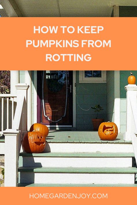 🎃✨ Ready to make your Halloween decorations last longer? No more sad, saggy pumpkins before the trick-or-treaters even arrive. Learn the tricks of the trade to extend the life of your pumpkin creations! 🎃💫  ! 🎃👻 #PumpkinPreservation #HalloweenHacks #SpookySeason via @sevenoaksjeanne How To Make Pumpkins Last Longer, Pumpkin Creations, Crock Pot Freezer, Before The Fall, How To Make Pumpkin, Crockpot Meals, Trick Or Treater, Halloween Hacks, Eating Plans