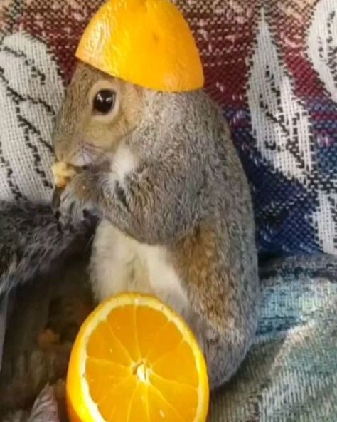 Squirrel Lovers on Instagram: "Mukbang with squirrels. How adorable they are! Rate 1/10 for this cuteness😘😘 Credit: Pinterest💕 𝑾𝒉𝒂𝒕 𝒅𝒐 𝒚𝒐𝒖 𝒕𝒉𝒊𝒏𝒌 𝒂𝒃𝒐𝒖𝒕 𝒕𝒉𝒊𝒔 𝑺𝒒𝒖𝒊𝒓𝒓𝒆𝒍? 𝑱𝒐𝒊𝒏 𝒕𝒉𝒆 𝒄𝒐𝒏𝒗𝒆𝒓𝒔𝒂𝒕𝒊𝒐𝒏 𝒂𝒏𝒅 𝒍𝒆𝒕 𝒖𝒔 𝒌𝒏𝒐𝒘! 🐿️❤️ . (Dm for credit or removal / All rights® are reserved & belong to their respective owners). . Tag someone who needs to see this💙 . Follow 👉 @squirreldailylove for more content💓🌼🥰 . #squirrel🐿#squirrels#wildlifephotography#squirrellove #bird#squirrelfriend#cutesquirrel#wildlife_shots #animalsofinsta#animalphotos#squirrelphotography" Squirrels Cute, Silly Squirrel, Squirrel Aesthetic, Squirrel Humor, Funny Squirrel Pictures, Fat Squirrel, Squirrel Cute, Squirrel Pictures, Squirrel Funny