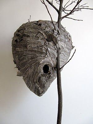 Wasp Nest  | Call A1 Bee Specialists in Bloomfield Hills, MI today at (248) 467-4849 to schedule an appointment if you've got a stinging insect problem around your house or place of business! You can also visit www.a1beespecialists.com! Wasp Nest Decor, Hornet Nest, Diy Hornets Nest, Wasp Nest Art, Weaver Ants Nest, Wasps And Hornets, Hornets Nest, Wasp Nest, Bees And Wasps