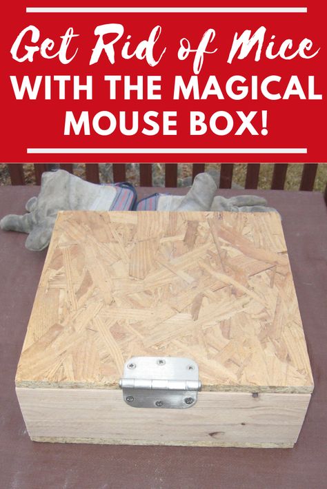 Get Rid Of Mice In House, How To Get Rid Of Mice In The House, Get Rid Of Mice In House Fast, Mouse Proof Pantry, Mouse Proofing House, Homemade Rat Traps, Homemade Mouse Trap, Diy Mouse Trap, Diy Bucket Mouse Trap