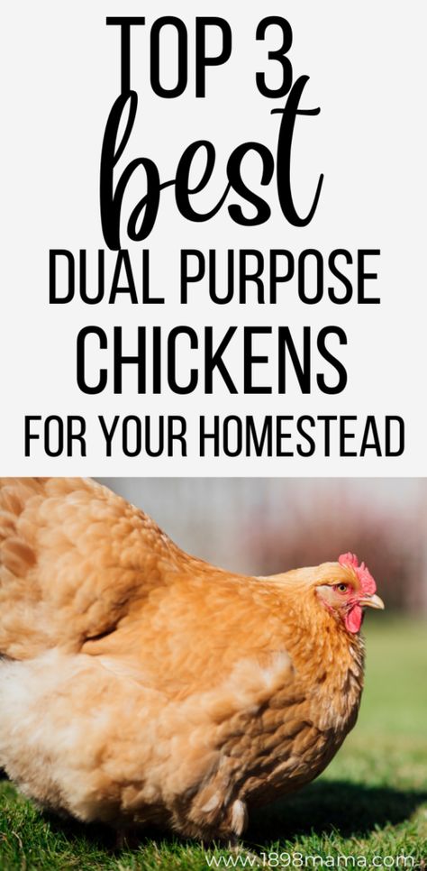 Dual Purpose Chickens, Meat Chickens Breeds, Breeds Of Chickens, Homesteading Diy Projects, Modern Homesteading, Backyard Chicken Farming, Canned Meat, Egg Production, Homesteading Skills