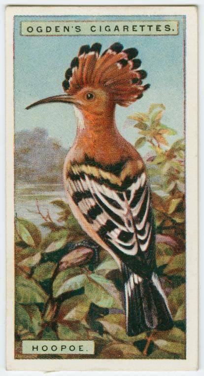 Hoopoe (Upupa epops) cigarette card, Wills's Cigarettes. From New York Public Library Digital Collections. Hoopoe Bird, Personal Philosophy, Audubon Prints, Vintage Bird Illustration, Bird Logo, Postage Stamp Art, West Art, Bird Logos, Antique Images