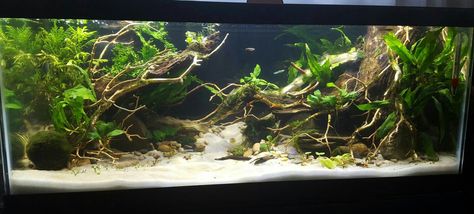 20 gal long Long Tank Aquascape, 20 Gallon Long Aquascape, Long Aquascape, 20 Gallon Long Aquarium, Long Aquarium, Terrarium Tank, Funky Fish, Fish Tank Design, Aquascape Design