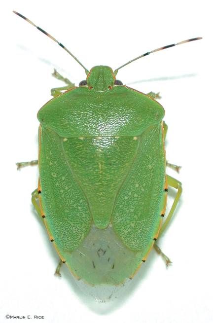 Stink Bug, Shield Bugs, Green Shield, Beetle Tattoo, Rid Of Ants, Get Rid Of Ants, Bug Tattoo, Brownish Yellow, Ant Farms