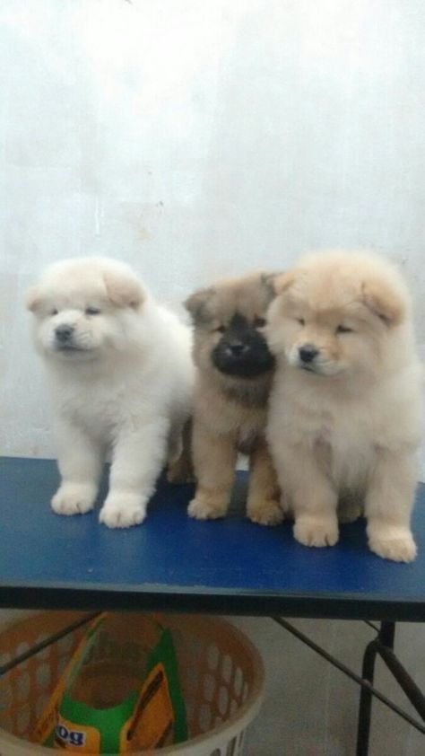 Chow Chow, Dogs, Animals