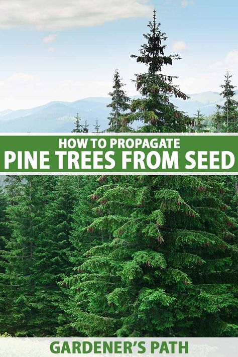 Have you ever eyeballed a pine cone and wondered if you could turn it into a tree? It’s not as hard as you might imagine. Gardener’s Path explains how to grow a pine tree from seed, from harvesting the cones to transplanting seedlings. Read more in our comprehensive guide. #pinetree #propagation #gardenerspath Pine Cone Seeds, Transplanting Seedlings, Pine Seeds, Blue Spruce Tree, Tree Seedlings, Green Things, Spruce Tree, Gardening Flowers, Seed Germination