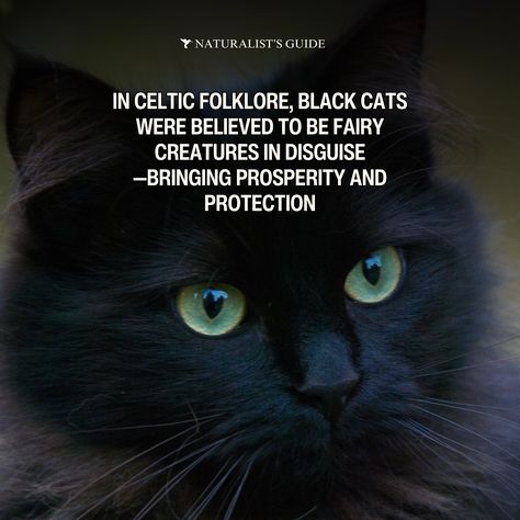 Black cat folklore 🐈‍⬛✨ 🧙🏽‍♀️ In the United States, especially around Halloween, black cats are often linked to witchcraft and spooky superstitions. The association with witchcraft is an old European belief brought to America, especially heightened during the witch trials. During those times, many women accused of witchcraft were believed to have turned into black cats. Some lore believe that witches kept black cats to serve as their familiars, offering companionship and spiritual protection... Familiars Witch Animal, Cat Folklore, Black Cat Familiar, Halloween Black Cats, Witch Trials, Spiritual Protection, Cat Facts, Halloween Black, The Witch