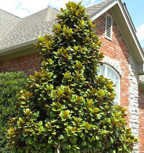 Teddy Bear Southern Magnolia Shines In and Out of Bloom - Horticulture Magnolia Tree Landscaping, Teddy Bear Magnolia, Evergreen Magnolia, Part Shade Flowers, Magnolia Grandiflora, Southern Magnolia, Specimen Trees, Shade Flowers, Magnolia Trees