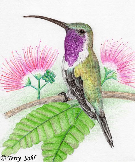 drawings in pencil  and  in color pencil dawings of wizards | All Photos copyrighted. Click below if you have interest in any of ... Watercolor Pencils Techniques, Hummingbird Drawing, Bird Watercolor Art, Watercolor Pencil Art, Drawing Patterns, Pencil Drawings Of Flowers, Color Pencil Sketch, Prismacolor Art, Drawing Color