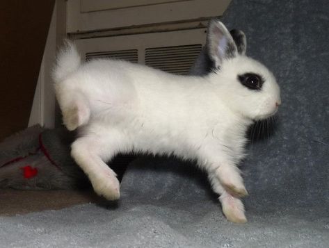 Bunny Binky, Adopt A Bunny, Bunny Jump, Bunny Buns, Black And White Rabbit, Rabbit House, Bunny Stuff, White Bunnies, Bunny Mom