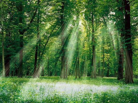 Arca De Myriad Alluka Zoldyck, Forest Photos, Image Nature, Halong Bay, Biome, Forest Wallpaper, New Forest, Magical Forest, Nature Photographs