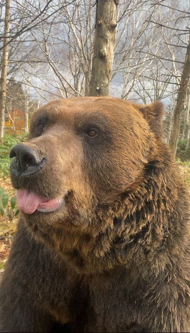 Obese Animals, Animals Chilling, Cute Grizzly Bear, Silly Bears, Bears Aesthetic, Bear Landscape, Bear Pfp, Silly Bear, Fat Animals