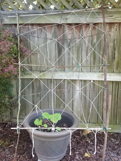 DIY Pumpkin Trellis Made of Invasive Tree Species Homemade Trellis, Pumpkin Trellis, Hokkaido Pumpkin, Grow Pumpkins, Fence Yard, Kitchen Gardens, Diy Garden Trellis, Growing Pumpkins, Diy Trellis