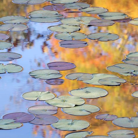 Water Lily Leaves, Waterlily Pond, Lily Leaves, Watercolor Paintings Of Animals, Lotus Painting, Prairie Garden, Lily Painting, Lotus Art, Lily Pond