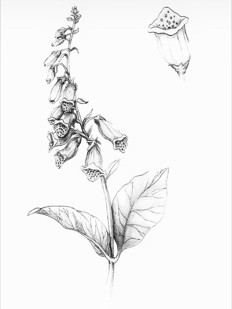 Foxglove Tattoo Design, Foxglove Botanical Illustration, Foxglove Tattoo Black And White, Poisonous Flowers Tattoo Sleeve, Aconite Flower Tattoo, Deadly Plant Tattoo, Foxglove Flower Drawing, Fox Gloves Tattoo, Poison Plant Tattoo