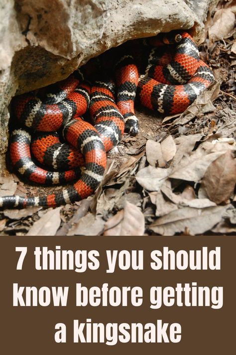 Are you looking for a small, harmless, cute, but also gorgeous and dangerous-looking snake? Kingsnakes offer all that and come with a badass name too. There are dozens of color variations with many of them looking exactly like pit vipers, copperheads, scarlet snakes, pigmy rattlers, and other beauties. Mexican Black King Snake Enclosure, Milk Snake Enclosure, King Snake Enclosure, Kingsnake Enclosure, Snake Names, Badass Names, Snake Enclosure, Pit Vipers, Milk Snake