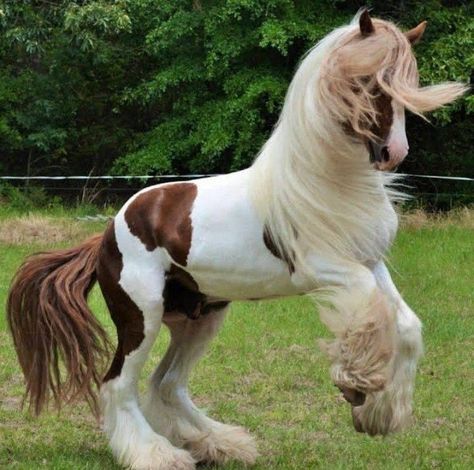 Galineers Cob Horse, Scottish Horse, Horse Anatomy, Horse Aesthetic, Perfectly Timed Photos, Pretty Animals, Draft Horses, Cute Horses, Silly Animals