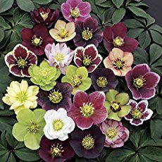 Helleborus Orientalis, Deer Resistant Annuals, Fall Planting, Lenten Rose, Winter Vegetables, Christmas Rose, Fall Plants, Shade Plants, Flowers Perennials