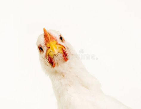 Chicken looking at camera on white background. A chicken looks at the camera in , #ad, #background, #chicken, #white, #Chicken, #camera #ad Looking Down At Camera, Camera White Background, Chicken Feathers, Farm Products, Chicken Tractor, Laying Hens, Factory Farming, Climb Trees, Free Range Chickens