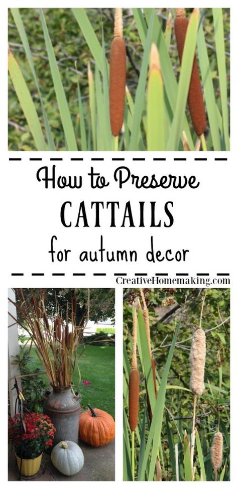 Step-by-step instructions for preserving cattails to display with your fall or autumn decor. Great front porch decorating idea! #falldecor #falldecorideas #frontporch #homedecor #homedecorideas Preserving Cattails, Traditional Homemaking, Flower Arrangements Home, Homestead Gardening, Rustic Room Decor, Homesteading Tips, Fall Or Autumn, Grooms Cakes, Cat Tails