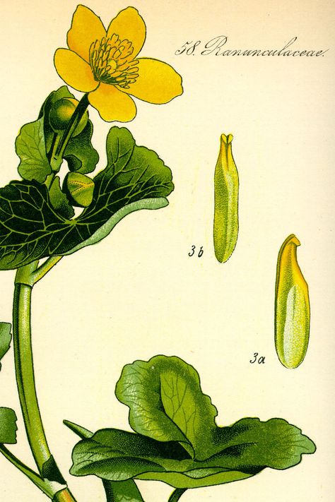 Illustration of Caltha palustris from Thome's 'Flora von Deutschland Oesterreich und der Schweiz' (1885; t.246) Caltha Palustris, Oxford Botanic Garden, Marigold Tattoo, Scottish Flowers, Marsh Marigold, King Cup, Illustration Botanique, Wildflower Garden, Scientific Illustration