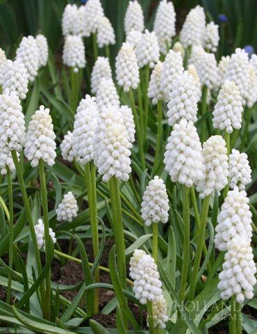 Grape Hyacinth, White Grape, Deer Resistant Plants, White Plants, Moon Garden, Spring Bulbs, White Gardens, Beautiful Moon, Fall Plants