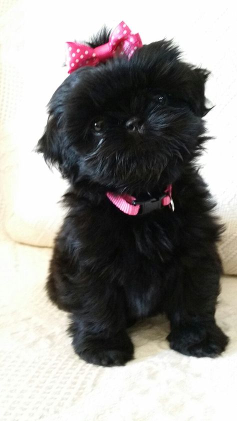 Black Shih tzu puppy....Miss Presley Black Shitzu Puppies, Black Shitzu, Black Shih Tzu Puppy, Black Shih Tzu, Perro Shih Tzu, Shitzu Puppies, Black Puppy, Labrador Retriever Puppies, Shih Tzu Puppy