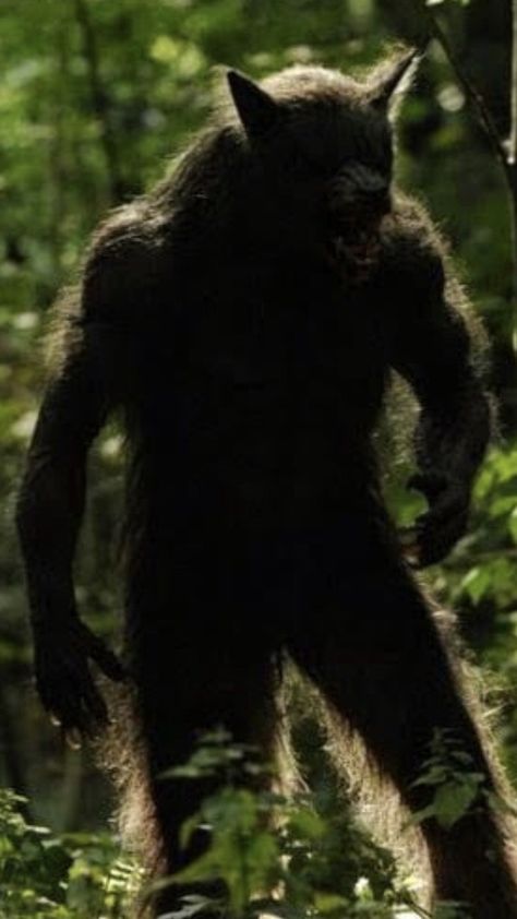 I live deep in the hills southeastern kentucky . We basically grow up in the mountains here learning what is safe and what is not . There… Human Werewolf, Real Werewolf, Michigan Dogman, Dogman Encounters, Werewolf Transformation, Bigfoot Art, Dog Man, Werewolf Art, Vampires And Werewolves