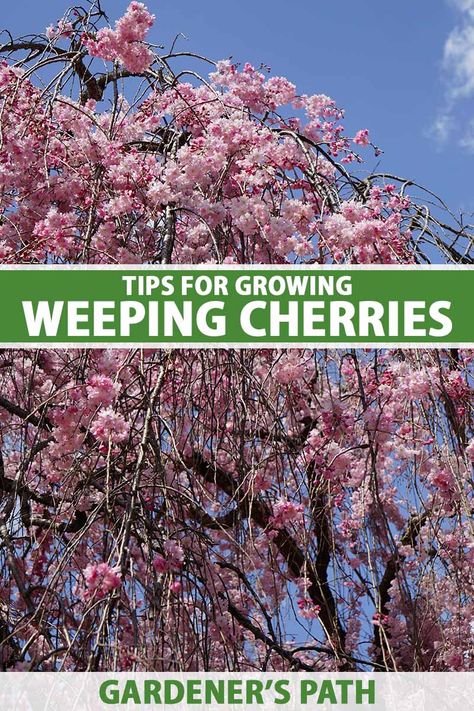 A weeping cherry is a type of ornamental flowering cherry tree with a gorgeous cascading growth habit. Featuring abundant blooms on its drooping branches, these trees are a delightful addition to the landscape. Learn how to grow and care for weeping cherry trees now on Gardener's Path. #weepingcherry #gardenerspath Evergreens For Shade, Yoshino Cherry Tree, Ornamental Cherry, Weeping Cherry Tree, Weeping Cherry, Japanese Cherry Tree, Flowering Cherry Tree, Black Thumb, Green Houses